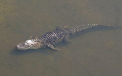 Now is Your Chance to Get in on a Gator Permit in Florida