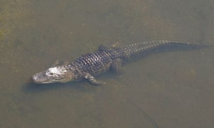 Now is Your Chance to Get in on a Gator Permit in Florida