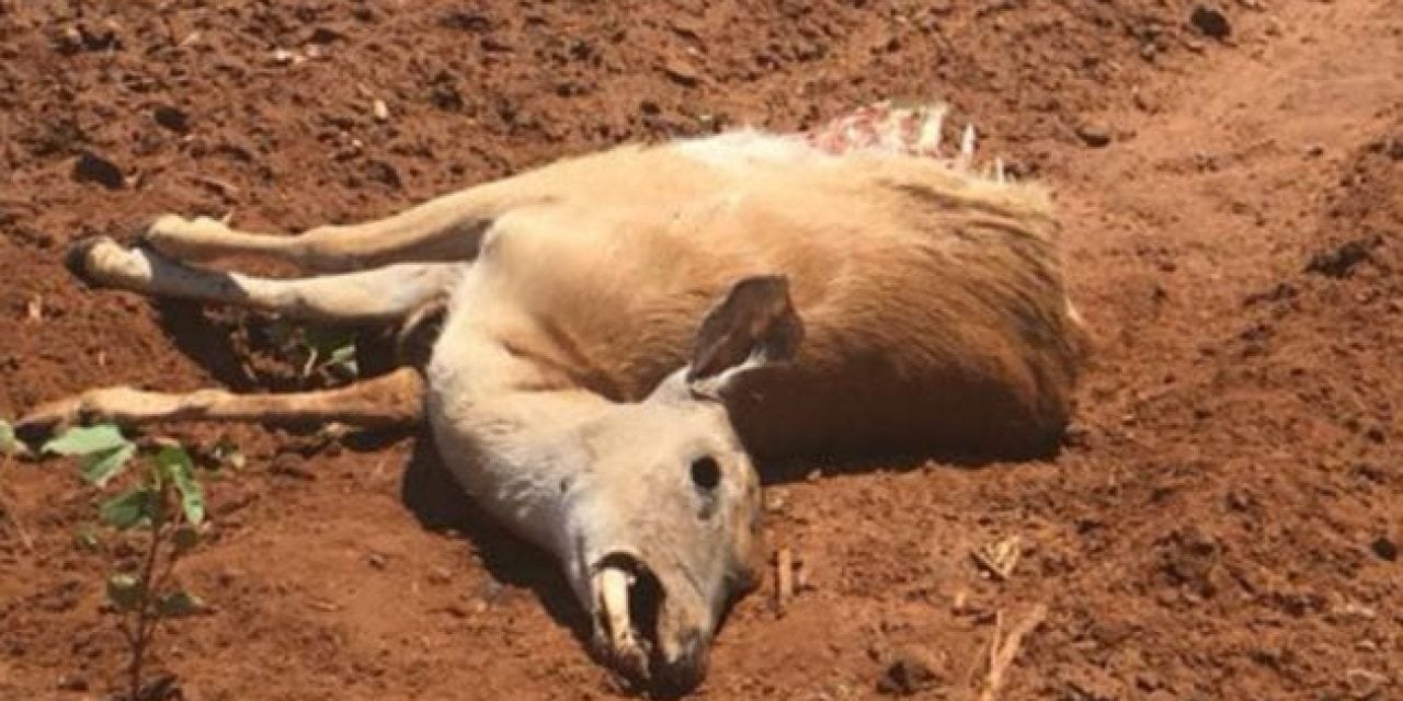 Oklahoma Officials Looking for Poachers of Doe and Fawn in Custer County