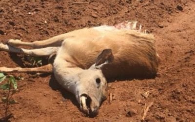 Oklahoma Officials Looking for Poachers of Doe and Fawn in Custer County