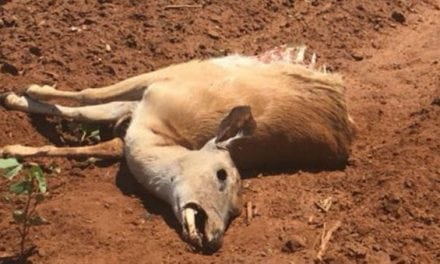 Oklahoma Officials Looking for Poachers of Doe and Fawn in Custer County