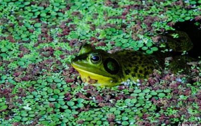 Peak Performance: Sony RX10 IV