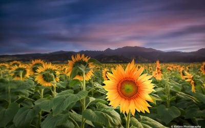 Photo Of The Day By Ketino Photography