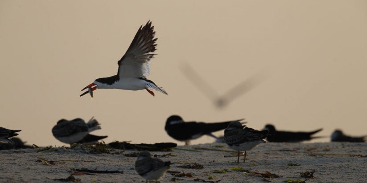 Photographing Shorebirds