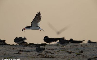 Photographing Shorebirds