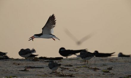 Photographing Shorebirds