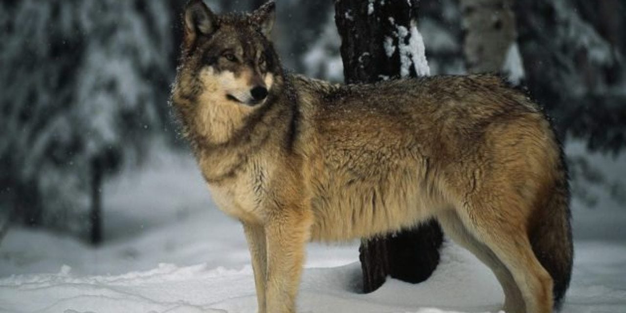 Radioactive Gray Wolf Escaped Chernobyl’s Exclusion Zone