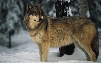 Radioactive Gray Wolf Escaped Chernobyl’s Exclusion Zone