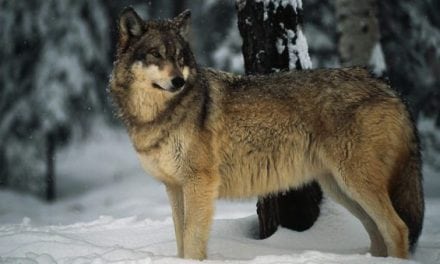 Radioactive Gray Wolf Escaped Chernobyl’s Exclusion Zone