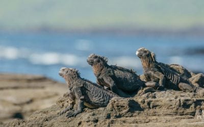 reCOMPOSE Podcast 037: File Storage & Backups