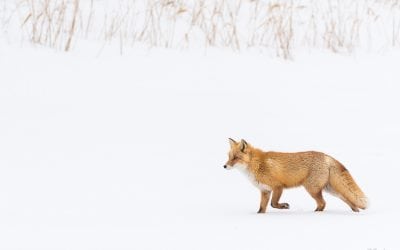 Rule Of Thirds Assignment Winner A. Bender