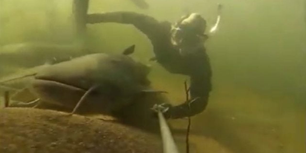 Snorkeler Swims With Some Larger-Than-Life Catfish