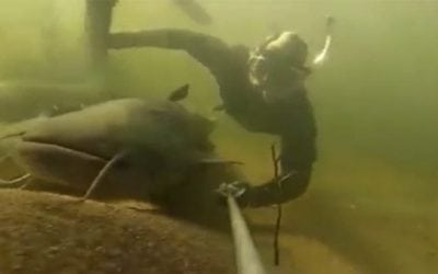 Snorkeler Swims With Some Larger-Than-Life Catfish