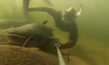 Snorkeler Swims With Some Larger-Than-Life Catfish