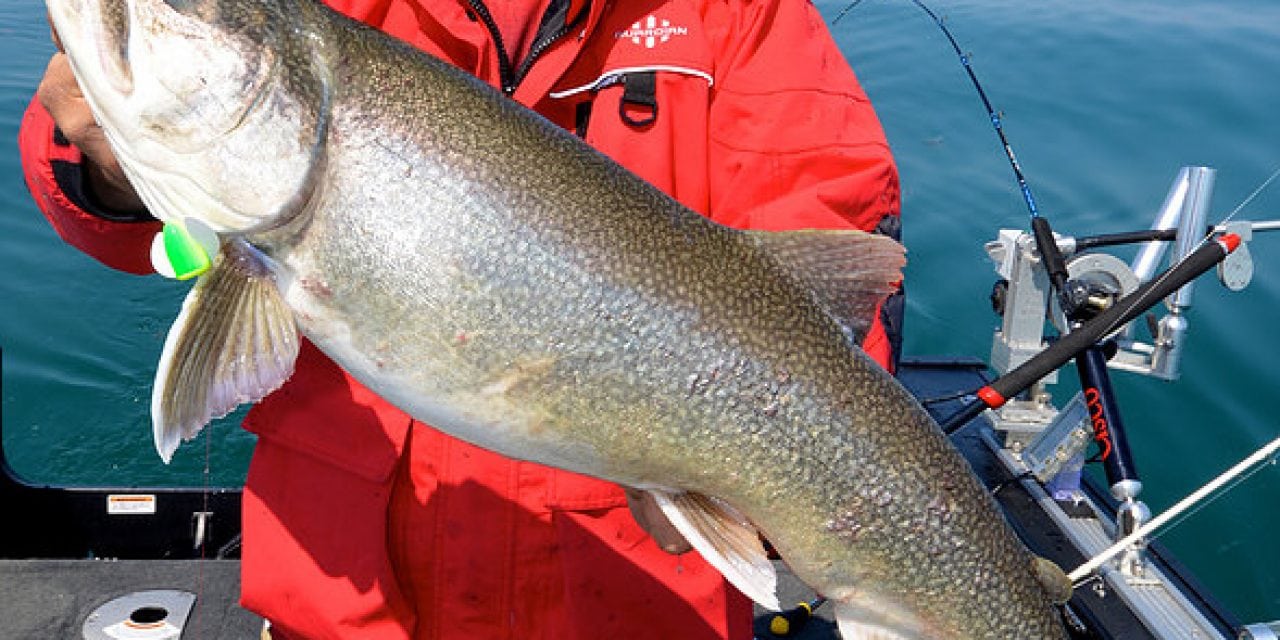 Spin In With Yakima For Lake Trout
