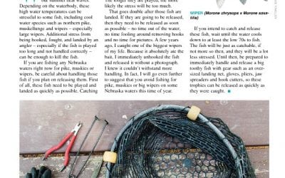 Summertime Fish Handling