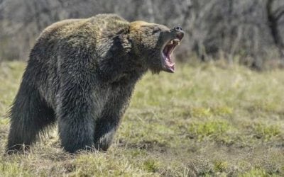 The 10 Best Bear-Defense Guns for When You’re Out in the Woods