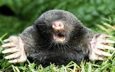 The 5 Best Guns for Critter Control