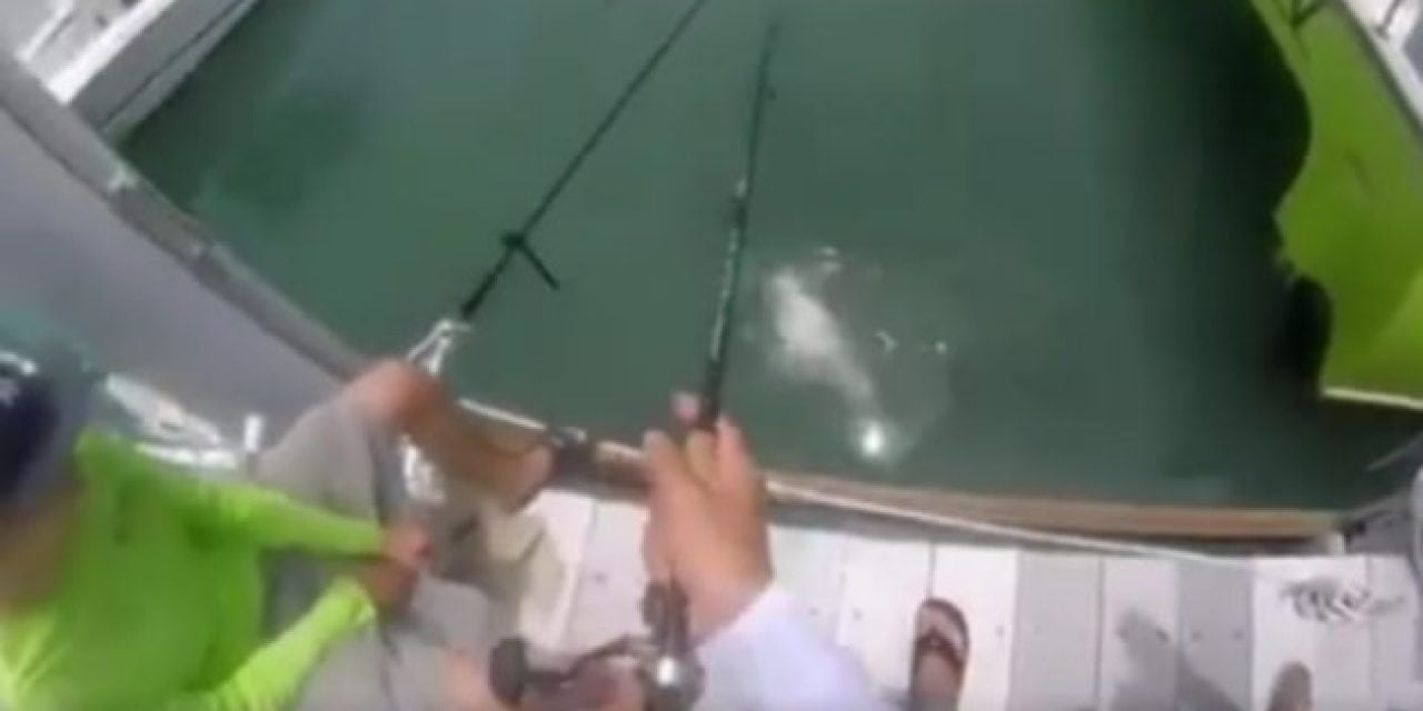 The Best Tarpon Bait Ever? This, Quite Possibly