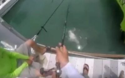 The Best Tarpon Bait Ever? This, Quite Possibly