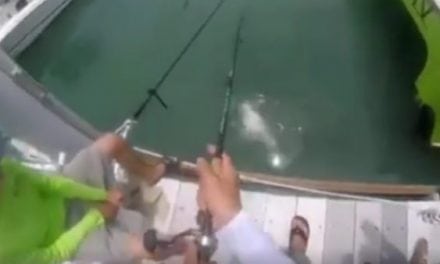 The Best Tarpon Bait Ever? This, Quite Possibly