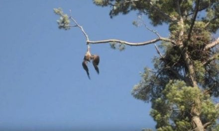 The Only Way It’s Acceptable to Shoot Down a Bald Eagle is If You’re Saving It