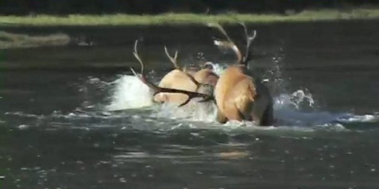 This is the Holy Grail of All Elk Fight Videos