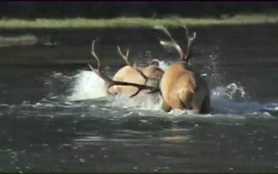 This is the Holy Grail of All Elk Fight Videos