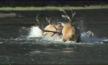 This is the Holy Grail of All Elk Fight Videos