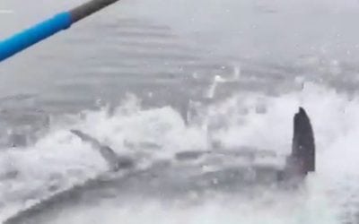 Tuna Fishing on Prince Edward Island is Just Insane
