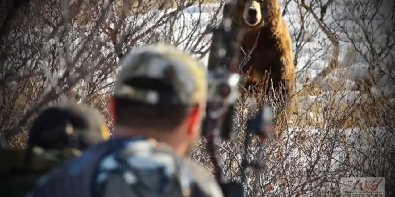 Video: Alaskan Brown Bear Lured in With Predator Call