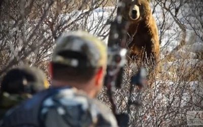 Video: Alaskan Brown Bear Lured in With Predator Call
