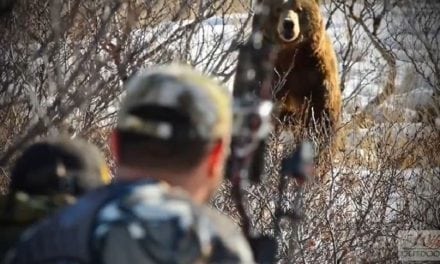 Video: Alaskan Brown Bear Lured in With Predator Call