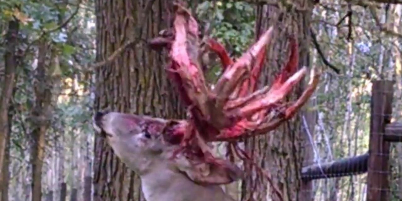 Video: Monster Buck Sheds Its Velvet