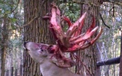 Video: Monster Buck Sheds Its Velvet