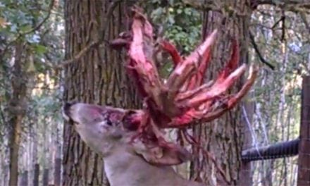 Video: Monster Buck Sheds Its Velvet