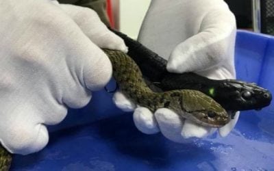 Video: The New 3D Snake Fishing Lure