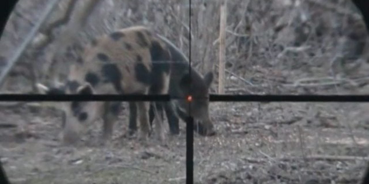 What Do You Think of This Feral Hog Headshot With a .22 Hornet?