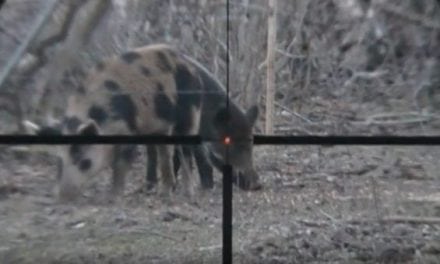 What Do You Think of This Feral Hog Headshot With a .22 Hornet?