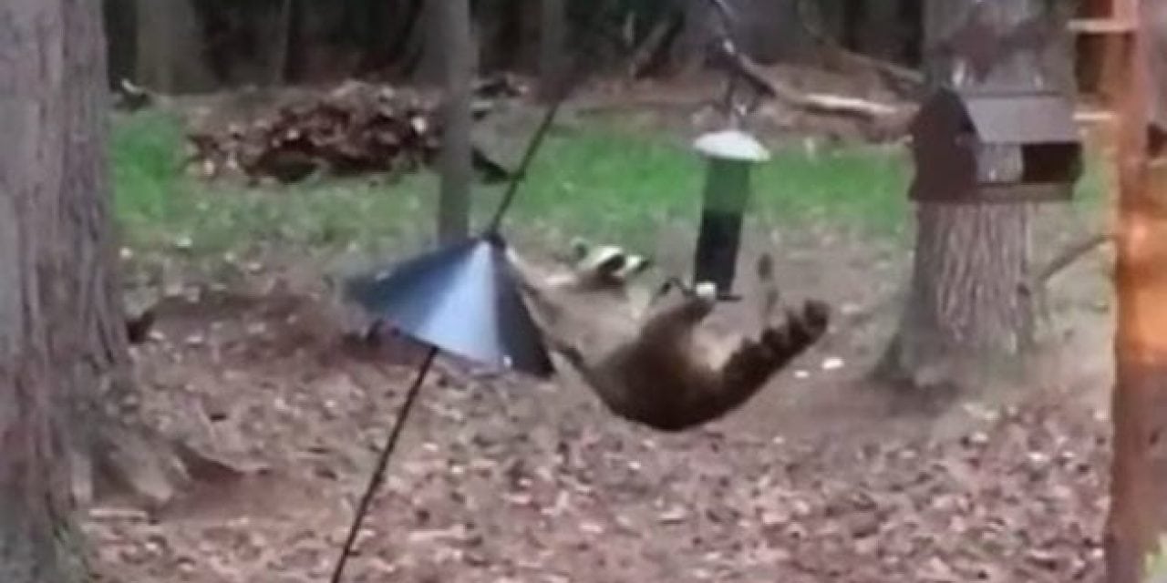 When Cirque Du Soleil Meets Your Bird Feeder