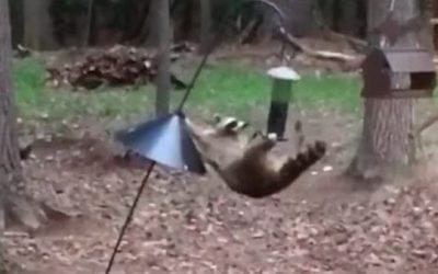 When Cirque Du Soleil Meets Your Bird Feeder