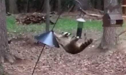 When Cirque Du Soleil Meets Your Bird Feeder