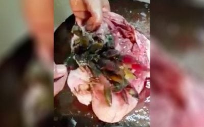 When You’re Cleaning a Fish and You Find This