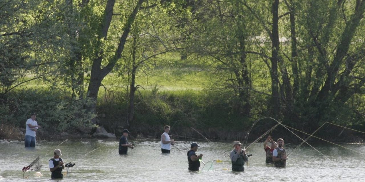 White Bass Die-off