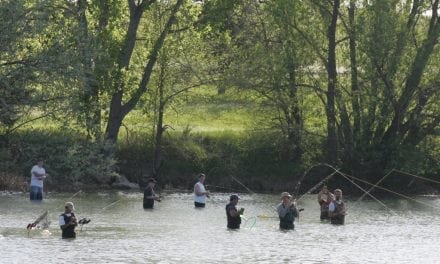 White Bass Die-off