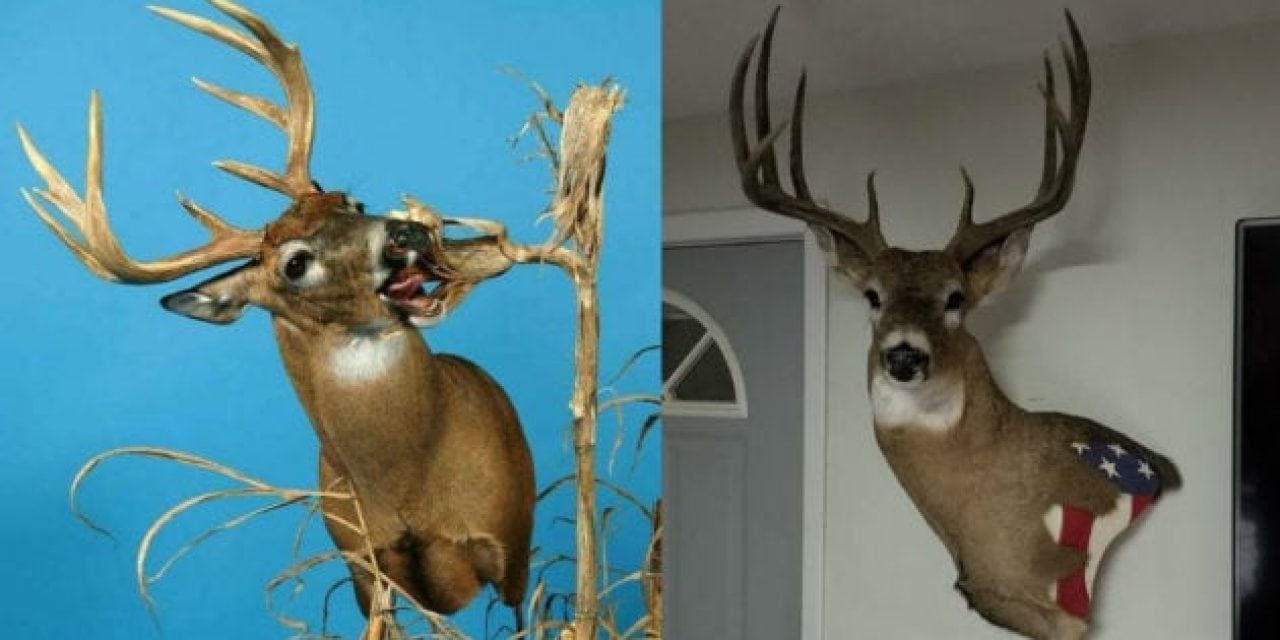 #WhitetailWednesday: 25 Unique Ideas for Your Next Whitetail Mount