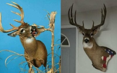 #WhitetailWednesday: 25 Unique Ideas for Your Next Whitetail Mount
