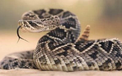 Why Investing in Rocky Snake Boots is Worth Every Dime