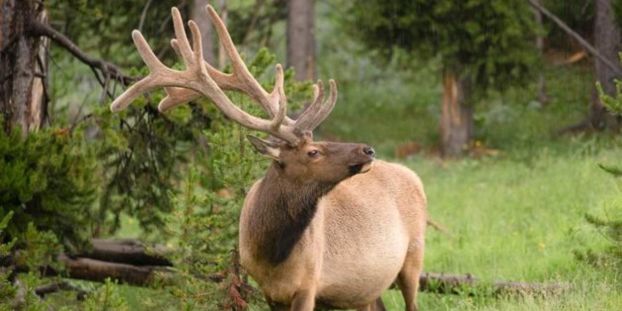 Wisconsin Elk Herd Becomes the Latest Confirmation of CWD