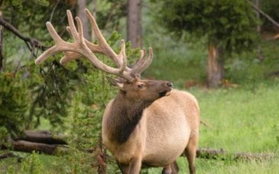 Wisconsin Elk Herd Becomes the Latest Confirmation of CWD